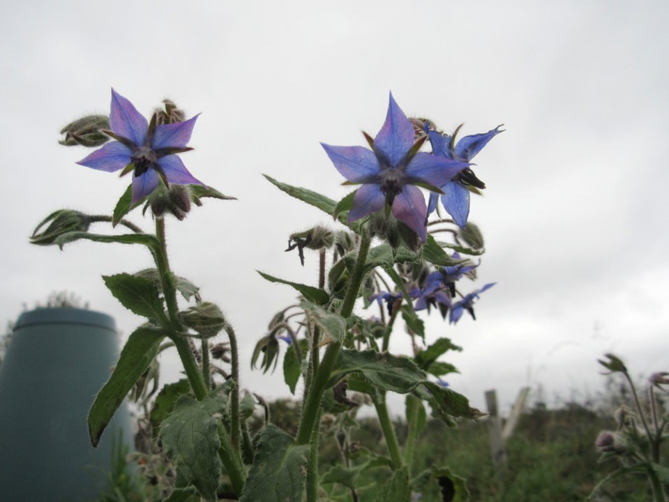 Borage-8-11-15-3c